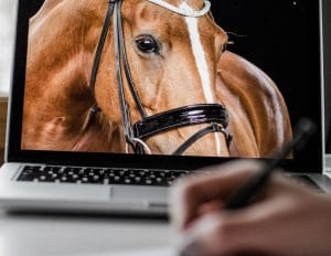 Zeichnung Pferd Qualität Vorlage Pferdezeichnung nach Foto